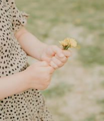 paardenbloem in hand